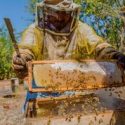  Trabaja Agricultura esquema para la disponibilidad de azúcar a precios preferenciales en beneficio de apicultores   