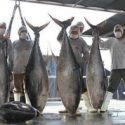  Anuncia Agricultura levantamiento de veda de atún