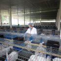  Inició agricultura vacunación a conejos en zonas afectadas por enfermedad viral