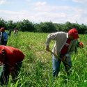  Pide Canadá examen de COVID a trabajadores agrícolas