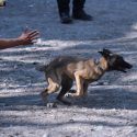  Se integrarán elementos caninos a las filas de Protección Civil y Bomberos