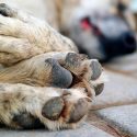  Alertan por envenenamiento de animalitos como perros, gatos y aves en Victoria