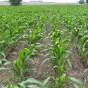  Agricultores volverán a sembrar maíz debido a los precios que prometen alcanzará
