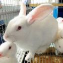  Inició Agricultura vacunación a conejos en zonas afectadas por enfermedad viral