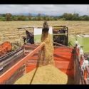  Impulsan producción de arroz en Morelos con entrega de fertilizantes