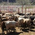  Pide Senasica a su contraparte de Estados Unidos avanzar en estatus zoosanitario de tuberculosis bovina