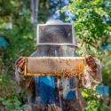  Reduce Agricultura impacto negativo de la africanización de las abejas en el país