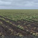  Reporta Agricultura afectaciones preliminares por frente frío y tormenta invernal en cultivos de Coahuila, Nuevo León y Tamaulipas