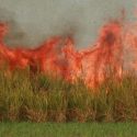  Más de tres mil toneladas siniestradas por incendios sin control: reportan Cañeros