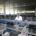  Más de seis mil conejos vacunados contra enfermedad viral: Agricultura
