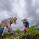  Avanza entrega de Fertilizantes para el Bienestar en el estado de Puebla