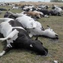  Heladas causaron mortandad de ganado menor