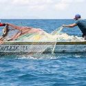  La veda temporal de lisa y liseta, garantiza la continuidad de la actividad pesquera en el país: Conapesca