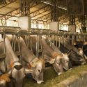  Impulsa Agricultura regulación para elaborar alimentos para consumo animal