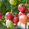  Ante bajo costo en el mercado, productores prefieren quemar cosecha de tomate en la región Mante.