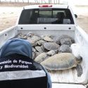  Se rescatan tortugas marinas afectadas por el frío