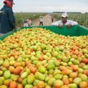  Inició Agricultura la celebración del Año Internacional de las Frutas y Verduras (AIFV) 2021