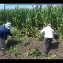  Experiencias en Sinaloa, Veracruz y Chiapas demuestran viabilidad de agricultura comercial sustentable