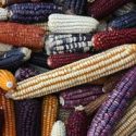  Anuncia Agricultura integración de Redes de Recursos Genéticos para la Alimentación y la Agricultura