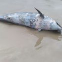  Sigue la aparición de delfines muertos en playa Miramar
