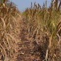  Sequía prolongada provoca mayor demanda de riegos en plantíos de caña: DDR 02