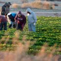  Tamaulipecos retornan a granjas de Estados Unidos para laborar en la pisca de tomate