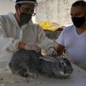  Vacuna desarrollada por Agricultura en contra de la Enfermedad de los Conejos protege el patrimonio de los cunicultores del país