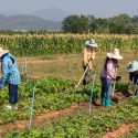  Amplía Gobierno de México programa de fertilizante gratuito a nueve entidades este año