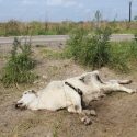  Sequía está al límite, muerte de ganado empezará a ser inminente si no llueve para mayo