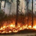  Urge que llueva; incendios forestales consumen más de 28 mil hectáreas