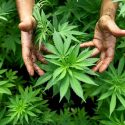  Aumentarán trastornos psiquiátricos con legalización de marihuana