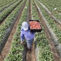  No hay avances en materia de agricultura en Tamaulipas: Víctor Manuel Galicia Ávila