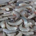  Evalúa Conapesca población de camarón silvestre en el Pacífico, previo al inicio de la temporada de captura