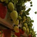  Deja comercialización de frutillas derrama económica por más de nueve mil millones de pesos en Baja California