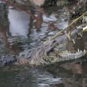  Por lluvia se incrementan los avistamientos de cocodrilos en Altamira