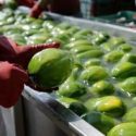  Consolidan México y Estados Unidos Alianza para la Inocuidad Alimentaria