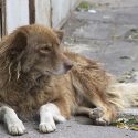  Voluntarios de protección de animales enfrentan saturación, debido a la poca cultura de esterilizar mascotas.
