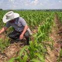  Presenta agricultura buen momento para invertir: Villalobos Arámbula