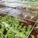  Implementa Agricultura acciones para prevenir entrada de plaga que afecta producción de bananos