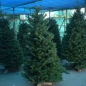  Habilitarán centro de acopio para pinos navideños