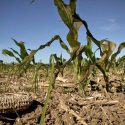  La zona de campo en Tamaulipas se encuentra en crisis debido a las sequías: Delegado de la CNC Víctor Galicia.