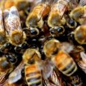  Generó México 63 mil 400 toneladas de miel al cierre de 2021: Agricultura
