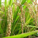  Este mes inicia siembra de arroz, buscan plantar 2 mil 500 hectáreas.