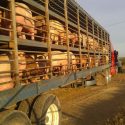  Incrementa México exportación de cárnicos de porcino a Estados Unidos