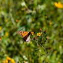  Disminuye mariposa monarca