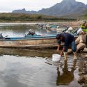  Establece Agricultura levantamiento de veda temporal de camarón en los sistemas lagunarios del Golfo de México