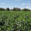  Gobierno de México salvaguarda la seguridad agroalimentaria del país