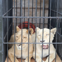  Llegan al Zoológico Tamatán especies aseguradas en santuario Black Jaguar-White Tiger