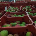  Capacita Gobierno de México a productores de mango en inocuidad y seguridad alimentaria