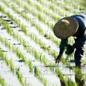  Lluvias atrasan término en la cosecha del arroz